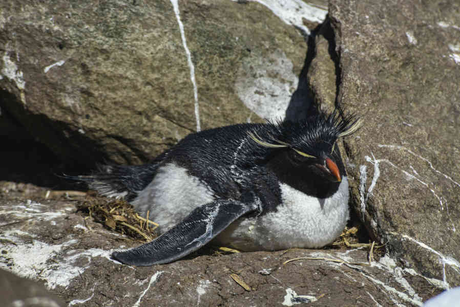 Pingüino Rockhopper - islas Falkland o Malvinas 24